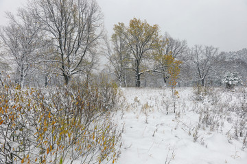 snowfall in the oak grove