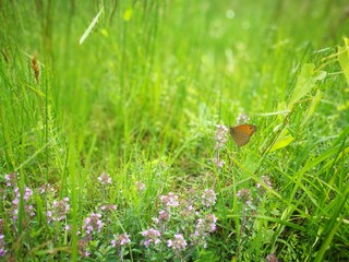 flower, nature, grass, green, plant, summer, flowers, meadow, macro, leaf, flora, red, insect, yellow, spring, butterfly, natural, pink, garden, blossom, closeup, field, wild, bloom, purple