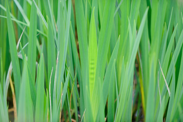 Carex acutiformis, Primavera en el Humedal de Salburua, Vitoria-Gasteiz, Spain