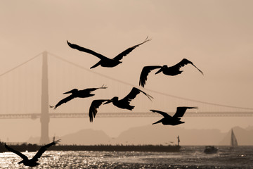Pélicans sur la baie de San Francisco