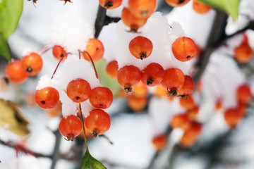 wild apple tree in the snow