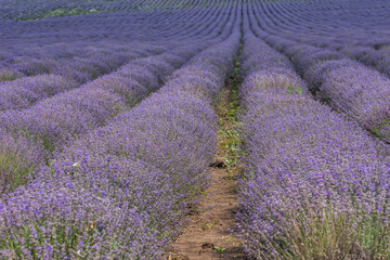 Naklejka na ściany i meble Endless rows of blooming, scented lavender flowers. Agricultural concept.