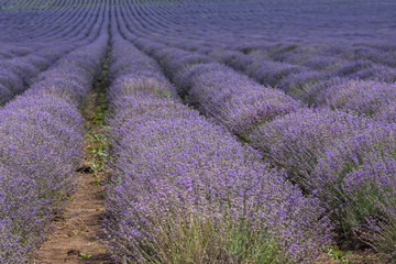 Endless rows of blooming, scented lavender flowers. Agricultural concept.