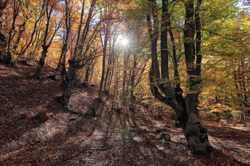 Autumn in the beech forest