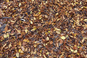 background texture of leaves