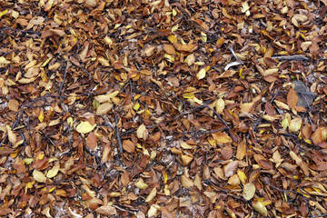 background texture of leaves