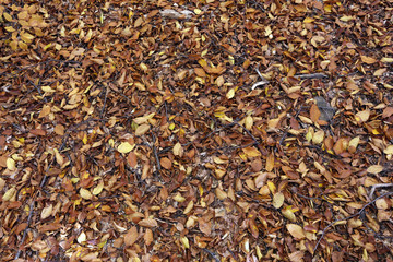 background texture of leaves