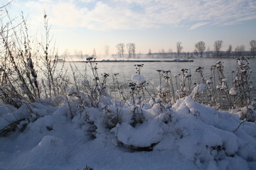 Winter am Rhein bei Bonn