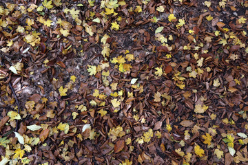 background texture of leaves