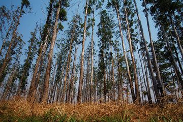 Wide view of Malanje Woodlands