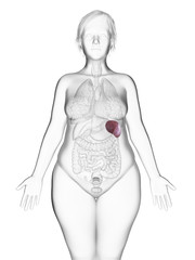 3d rendered medically accurate illustration of an obese womans spleen