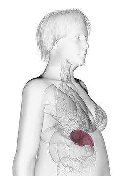 3d rendered medically accurate illustration of an obese womans spleen