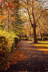 Trees in a park on a pathway in Autumn