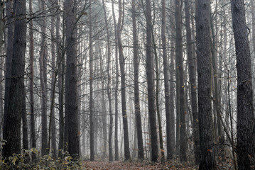 autumn forest on foggy day