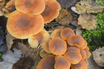 Hypholoma fasciculare, sulphur tuft, unedible mushrooms 