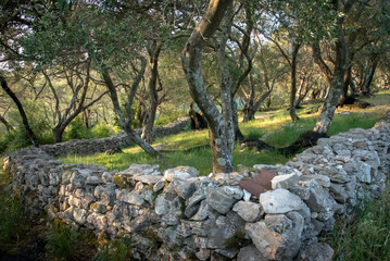 stone wall around old olive grove