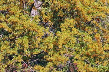 texture for the background yellow berries on a bush