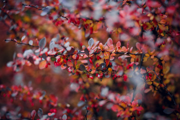 plant with red fruits