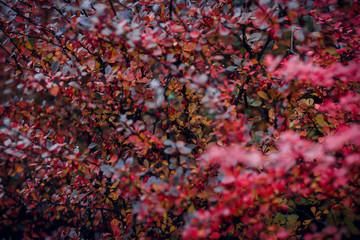 plant with red fruits