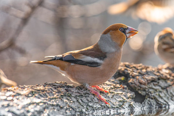 Hawfinch (Coccothraustes coccothraustes) sits on a mossy branch of a tree.