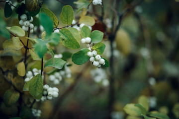 plant with white fruits