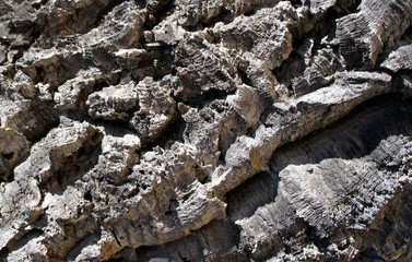 Cork bark.Natural texture.