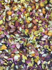 leaves in autumn, filling format