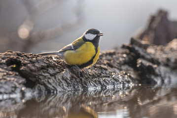 Cute  Great tit (Parus major) bird drinking from a small pond in the forest
