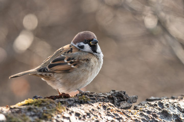 Eurasian tree sparrow (Passer Montanus) sitting sideways on a branch