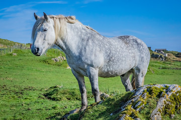 Obraz premium Highland horse at Scotland, Shetland Islands