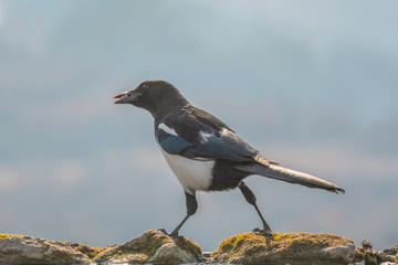 Outdoor portrait of Eurasian magpie (Pica Pica) bird standing on the ground