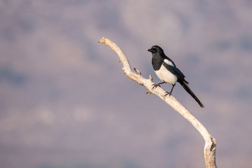 Eurasian magpie (pica pica) sits on a branch