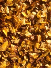 leaves in autumn, filling format