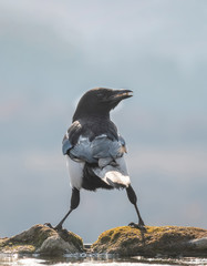 Fototapeta premium Outdoor portrait of Eurasian magpie (Pica Pica) bird standing on the ground