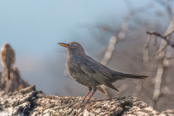 Close-up of a beautiful  blackbird (Turdus merula) in the natural habitat