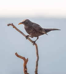 Close-up of a beautiful  blackbird (Turdus merula) in the natural habitat