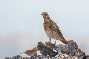 Fieldfare (Turdus pilaris), in the natural habitat