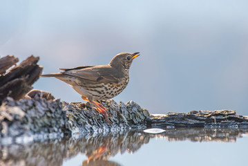 Fieldfare (Turdus pilaris), in the natural habitat