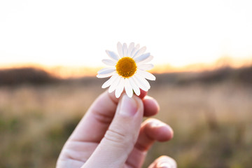 small daisy flower in hand on sunset background