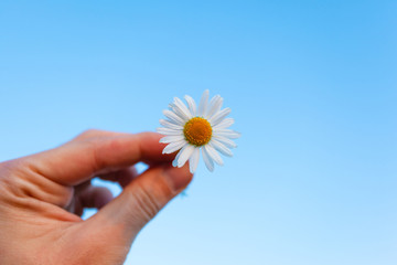 small daisy flower in hand on blue sky