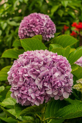  Pink Hydrangea macrophylla flowers, with green vegetation background