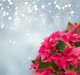 pink poinsettia flower or christmas star on bluebokeh background