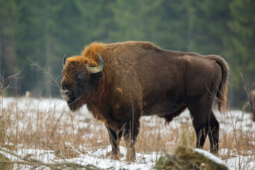 European bison - Bison bonasus in the Knyszyn Forest (Poland) © szczepank