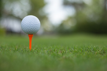 Golf ball on grass.