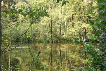 Fototapeta premium See