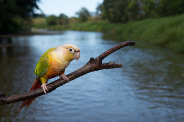 ウロコインコ