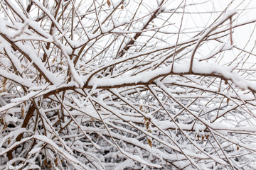 White snow on the branches of a tree in winter