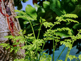 Obraz premium Close-up Fresh Young Green Plant on Blurred Brown Tree Trunk with Turpentine