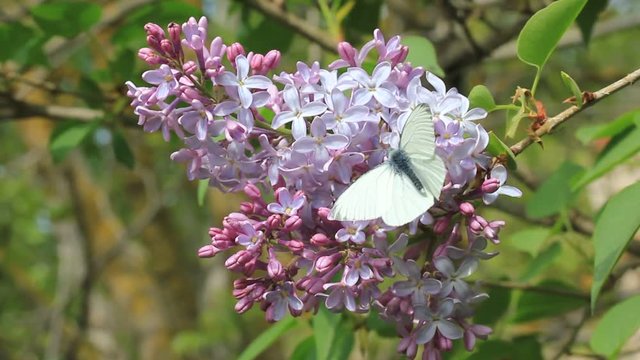 Butterfly on lilac flowers.