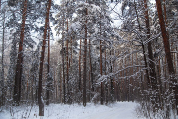 Snowy trees in the forest in winter